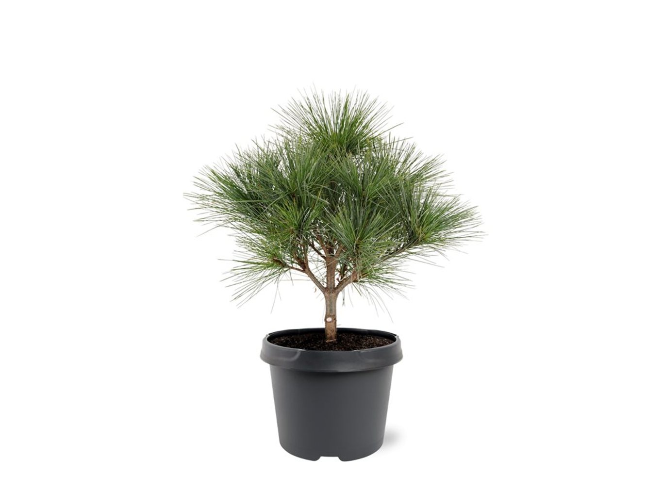 Pinus strobus 'Radiata' - C3 25-30 CM